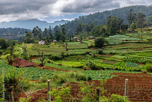 Rice field in the landscape of Nuwara Eliya in Sri Lanka