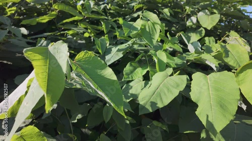 Reynoutria, knotweed, invasive plant, close up of plant leaves
