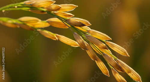 macro yellow rice plant