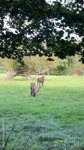 red deer on the meadow