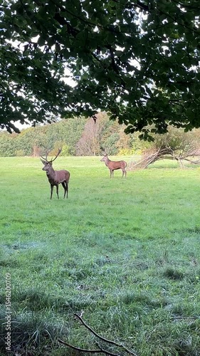 red deer on the meadow