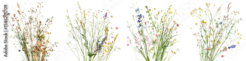 set of Clusters of ornamental meadow grasses gently scattered with blooming flowers, on a transparent backgrounds