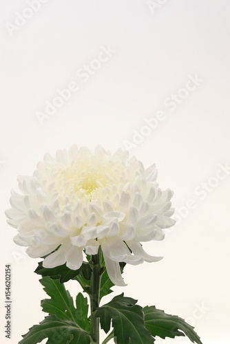 白バックに菊の花