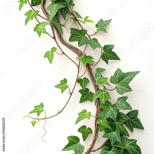 green leaves on white background