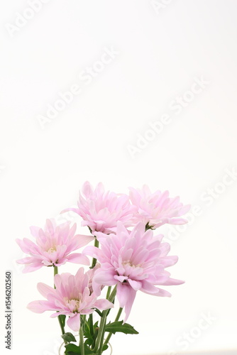 ピンクの花、白バック