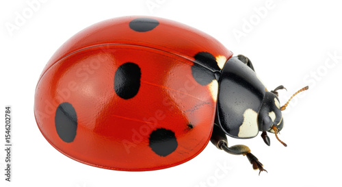 Isolated Ladybug
