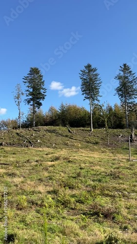wild goats in the forest