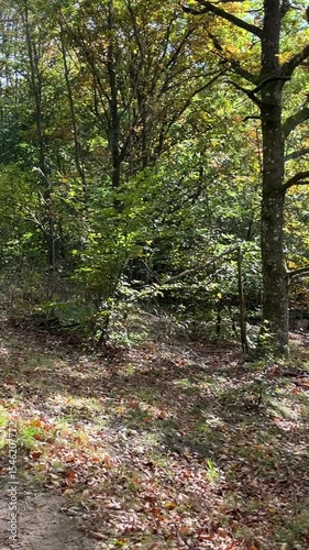 wild cow with big horn with the lake in the forest