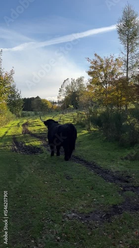 wild black cow with big horn in the forest