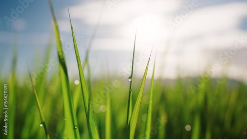 Drops of morning dew glisten on the green grass in the rice fields.