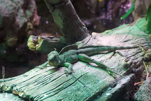 Water agama green lizard sits on a dry tree trunk terrarium nature