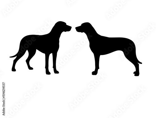 Armenian Gampr in silhouette on white background side views side.