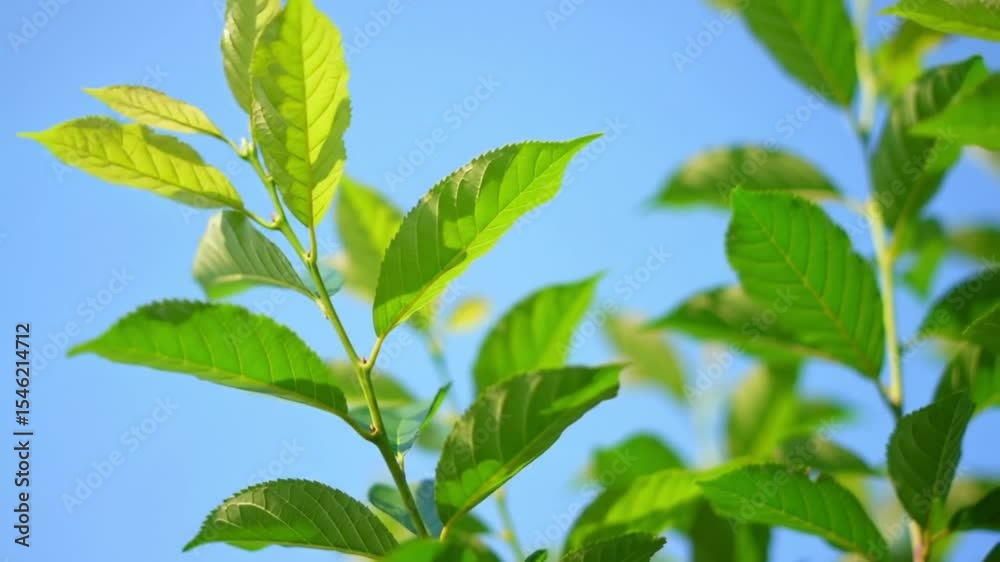 Fresh green leaves in sunlight breeze.
Close up of vibrant green leaves swaying in the breeze against a clear blue sky background.
Fresh green leaves in sunlight breeze.
Close up of vibrant green leaves swaying in the breeze against a clear blue sky background.