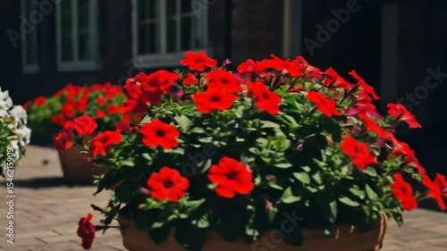 Vibrant Red Petunias in Terracotta Pots