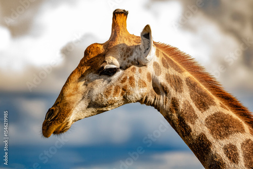Photography giraffe in the wild