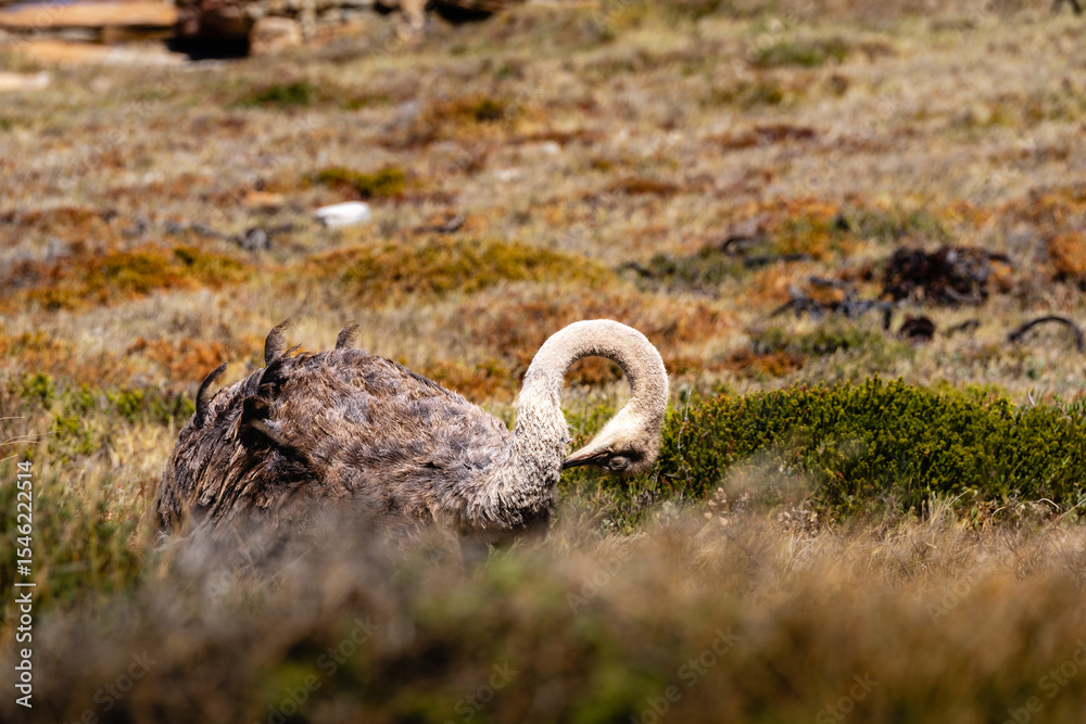 Fototapeta premium Strauß in der Kap-Vegetation am Kap der Guten Hoffnung
