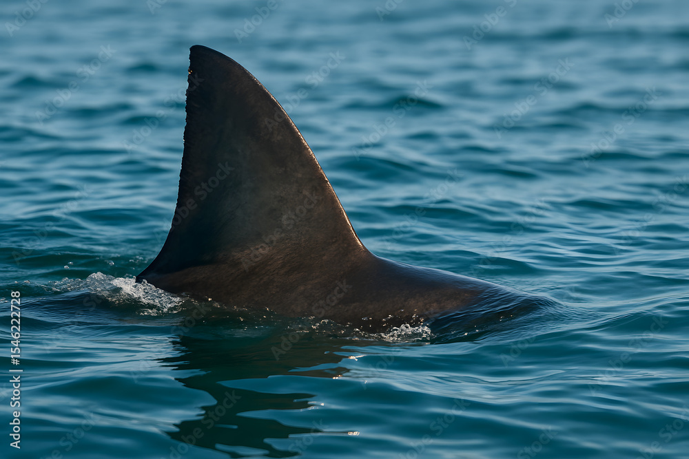 Fototapeta premium Large shark fin emerging from ocean surface, dark dorsal fin breaking blue sea water, danger alert concept, marine predator silhouette swimming in tropical ocean wildlife nature conservation 