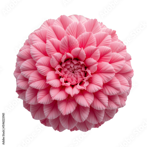 Rose Flower on Transparent, Bubblegum Pink, Floral Design Element