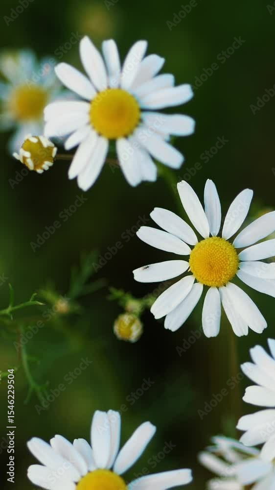 Cluster of tender white daisies with vivid yellow hearts blooming among lush greenery in sunlight