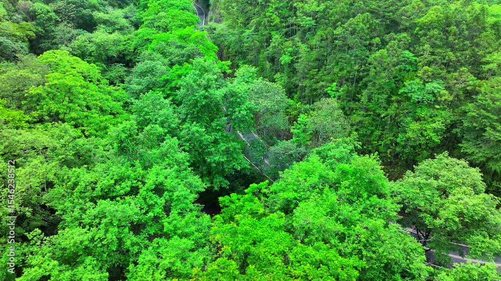 green forest in the mountains green forest in the mountains