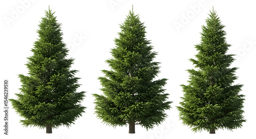 Three evergreen trees 3d rendered isolated on transparent background