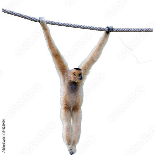 Foto White Cheeked Gibbon or Lar Gibbon isolated on white background