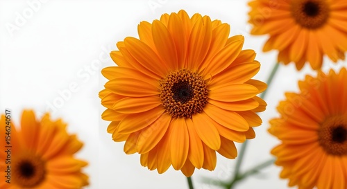 Gerbera daisy, Gerbera, Daisy, Close-up of Vibrant Orange Gerbera Daisies