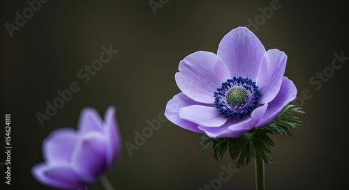 Anemone, Flower, Purple, Delicate Purple Anemone Flower Close-up
