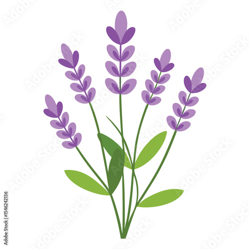 Illustration of Blooming Lavender Stalks with Green Leaves on White Background