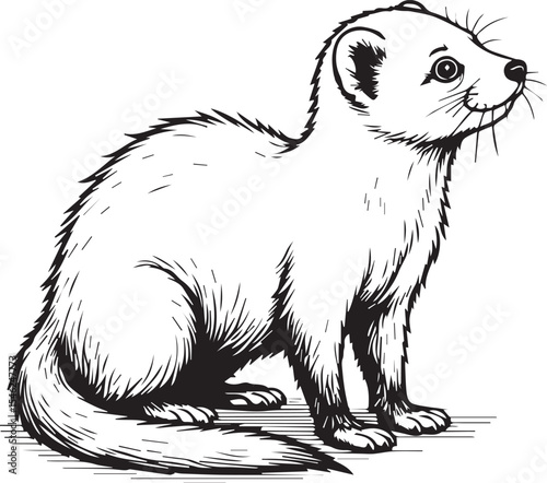 Ink Drawing of Stoat: An intricate ink illustration of a stoat, a small, agile mammal, depicted in a detailed style showcasing its distinctive features.