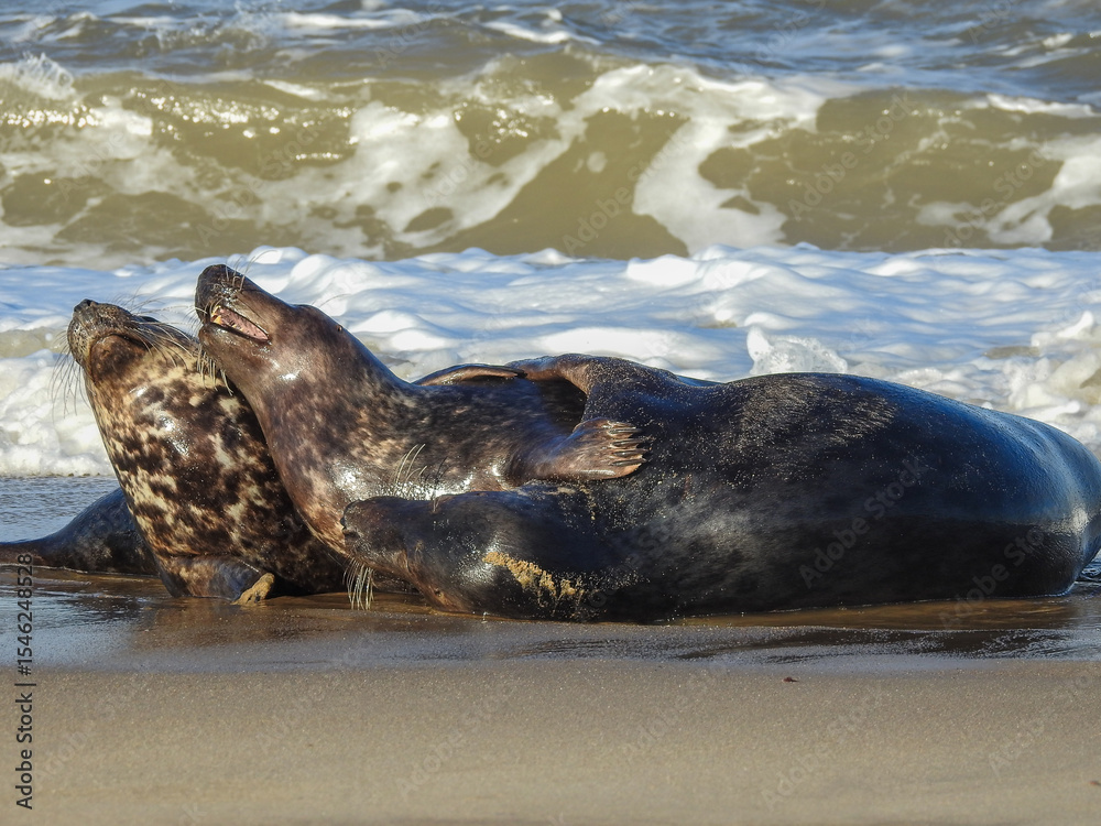 Obraz premium Grey Seals Enjoying the Beach