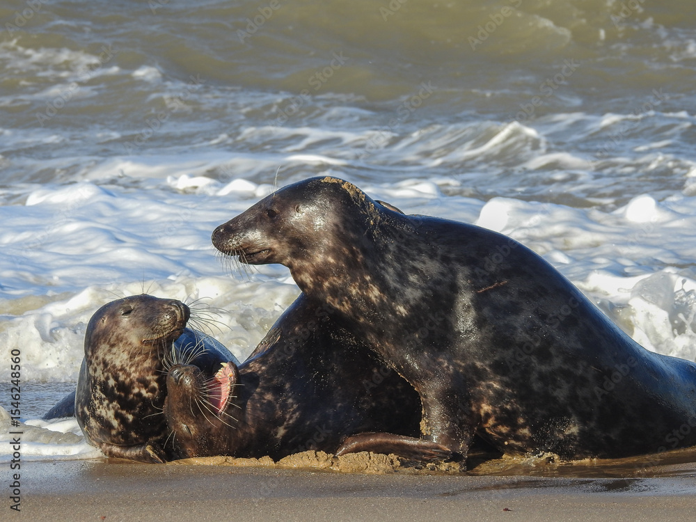 Obraz premium Three Grey Seals Playing