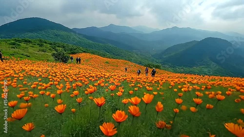 Scenic mountain landscape with vibrant orange flowers in full bloom in spring