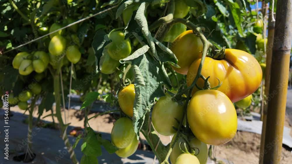 Cluster of ripening tomatoes hanging from lush green vines in a sunlit garden or greenhouse setting Cluster of ripening tomatoes hanging from lush green vines in a sunlit garden or greenhouse setting
