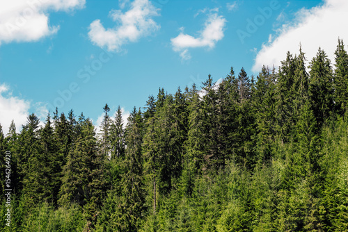 Lush green forest Carpathians under a bright blue sky with scattered clouds in daytime