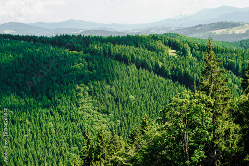 Lush green forest Carpathians landscape with rolling hills and mountains in the background during daytime