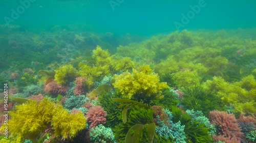 Various colorful algae underwater on the seabed in the Atlantic Ocean, natural scene, Spain, Galicia, Rias Baixas 