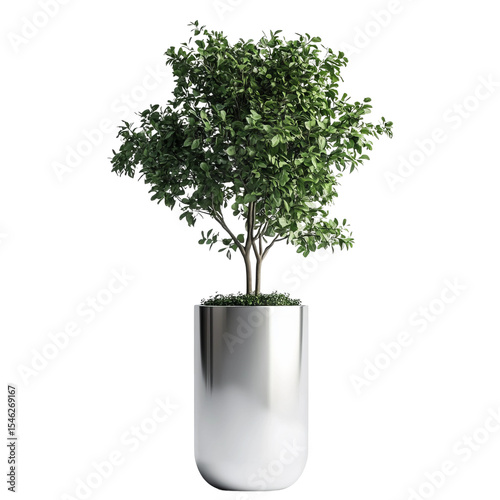 bonsai tree isolated on white