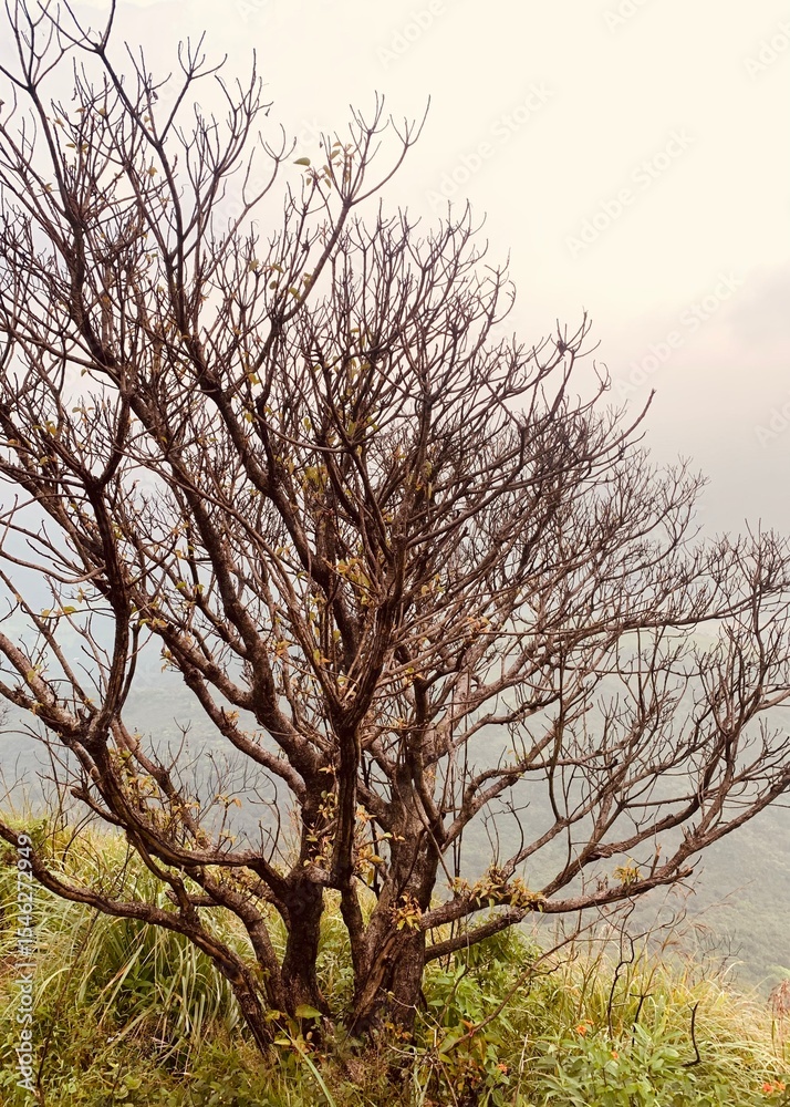 Lonely Tree on Mountain Edge – Leafless Branches in Hazy Sky Lonely Tree on Mountain Edge – Leafless Branches in Hazy Sky