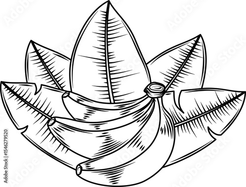 Banana with leaf hand drawn ink sketch engraving style vector