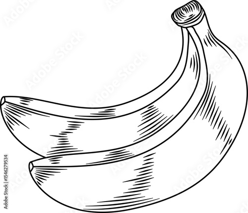 Curved banana duo hand drawn ink sketch engraving style vector