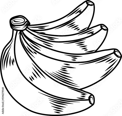 Whole banana bunch hand drawn ink sketch engraving style vector