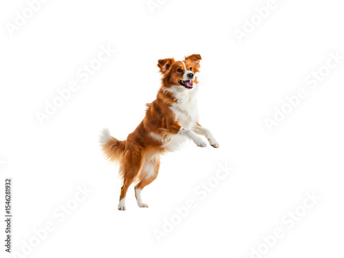 Happy golden retriever running and jumping mid-air, full body isolated on transparent background—perfect for pet ads, playful scenes, or animal-themed designs.