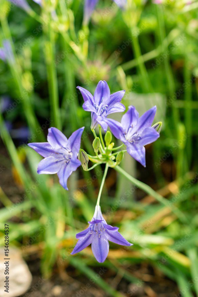 Grassnut or Triteleia Laxa plant in Saint Gallen in Switzerland 13.6.25 Grassnut or Triteleia Laxa plant in Saint Gallen in Switzerland 13.6.25
