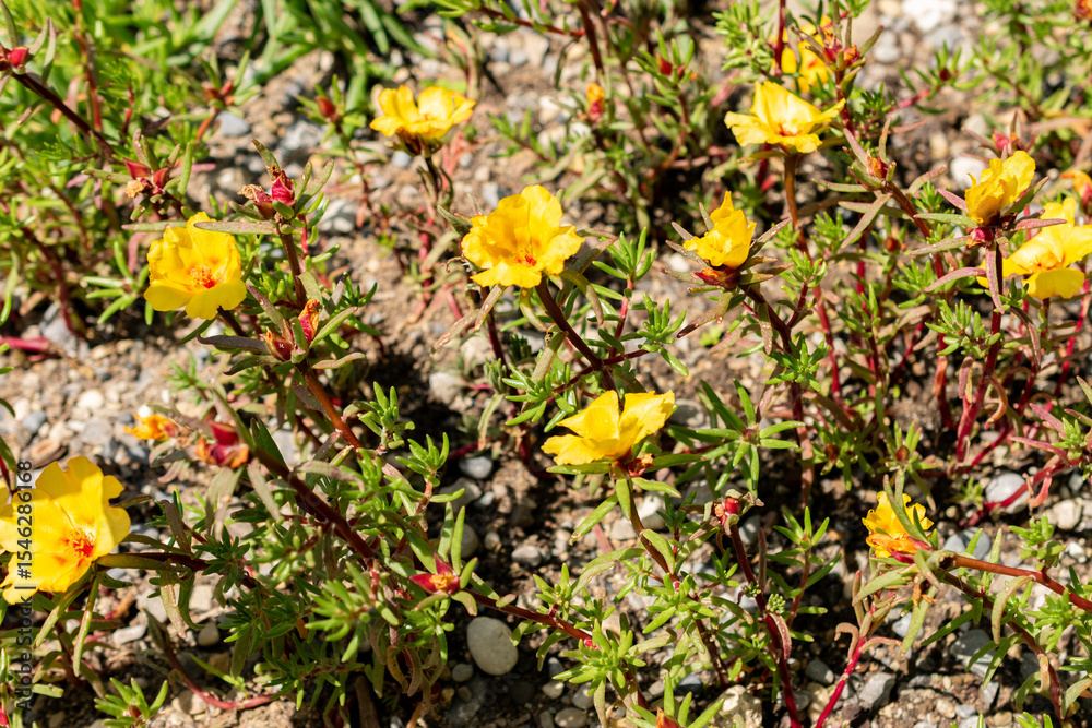 Obraz premium Mexican rose or Portulaca Grandiflora plant in Saint Gallen in Switzerland 13.6.25