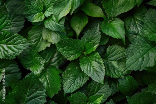 High Quality Visual of Detailed View of a Group of Fresh Green Leaves in Nature
