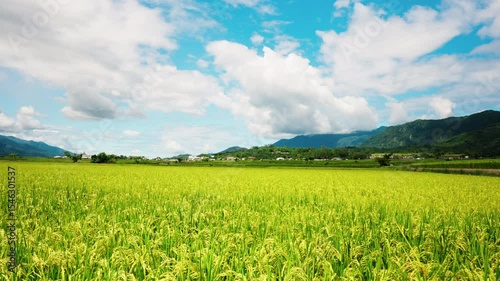 green scenery paddy field,Agricultural Field.paddy rice field