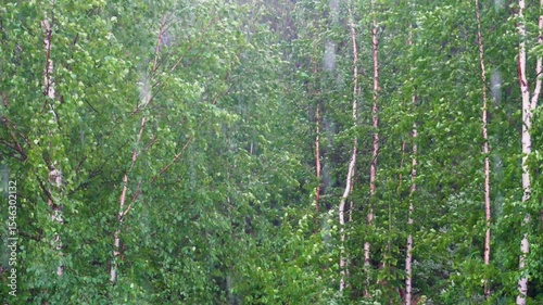 Rain in a Birch Forest — Green Foliage and Raindrops