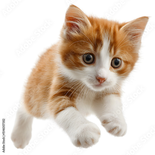 Cute orange and white kitten, isolated transparent background,PNG