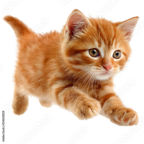 Cute orange and white kitten, isolated transparent background,PNG